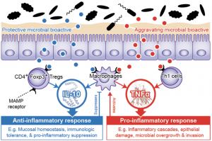 Bioactives at the gut mucosa.